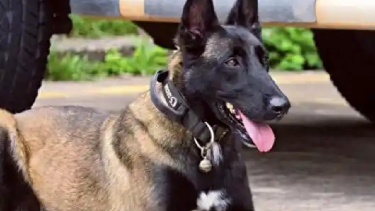 Devoted police dog moves millions in China by waiting for injured handler, refusing food