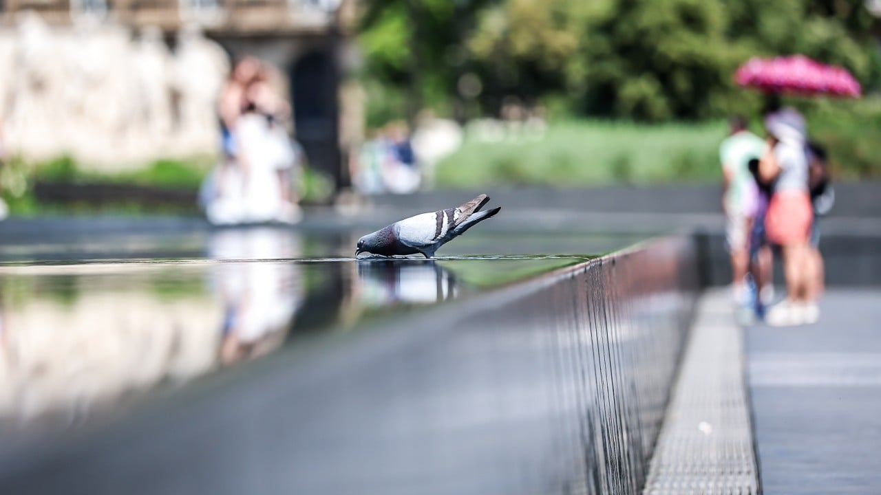 Heatwave grips Eastern Europe after Germany weather breaks records