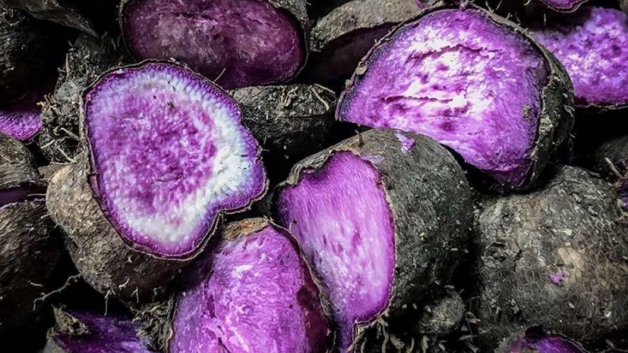 How Philippine ube farming can cash in on ‘purple gold rush’