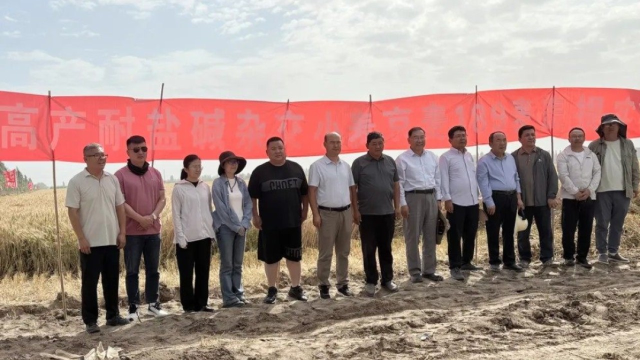 ‘Totally unexpected’: China’s trial Taklamakan Desert wheat yield doubles national average