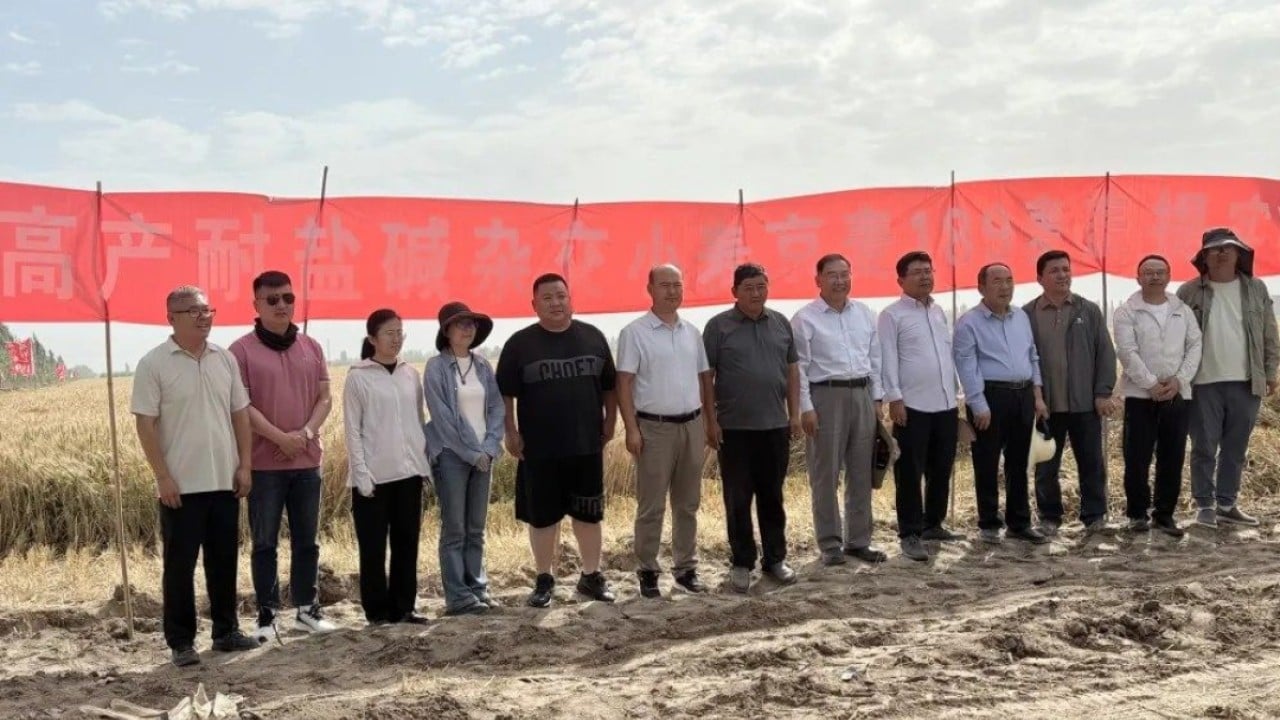 ‘Totally unexpected’: China’s trial Taklamakan Desert wheat yield doubles national average
