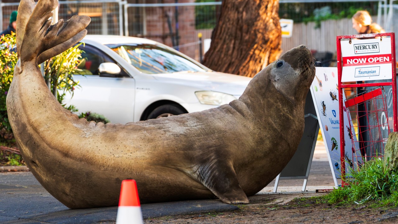 Australian officials tell fans to give Neil the seal some flipping space