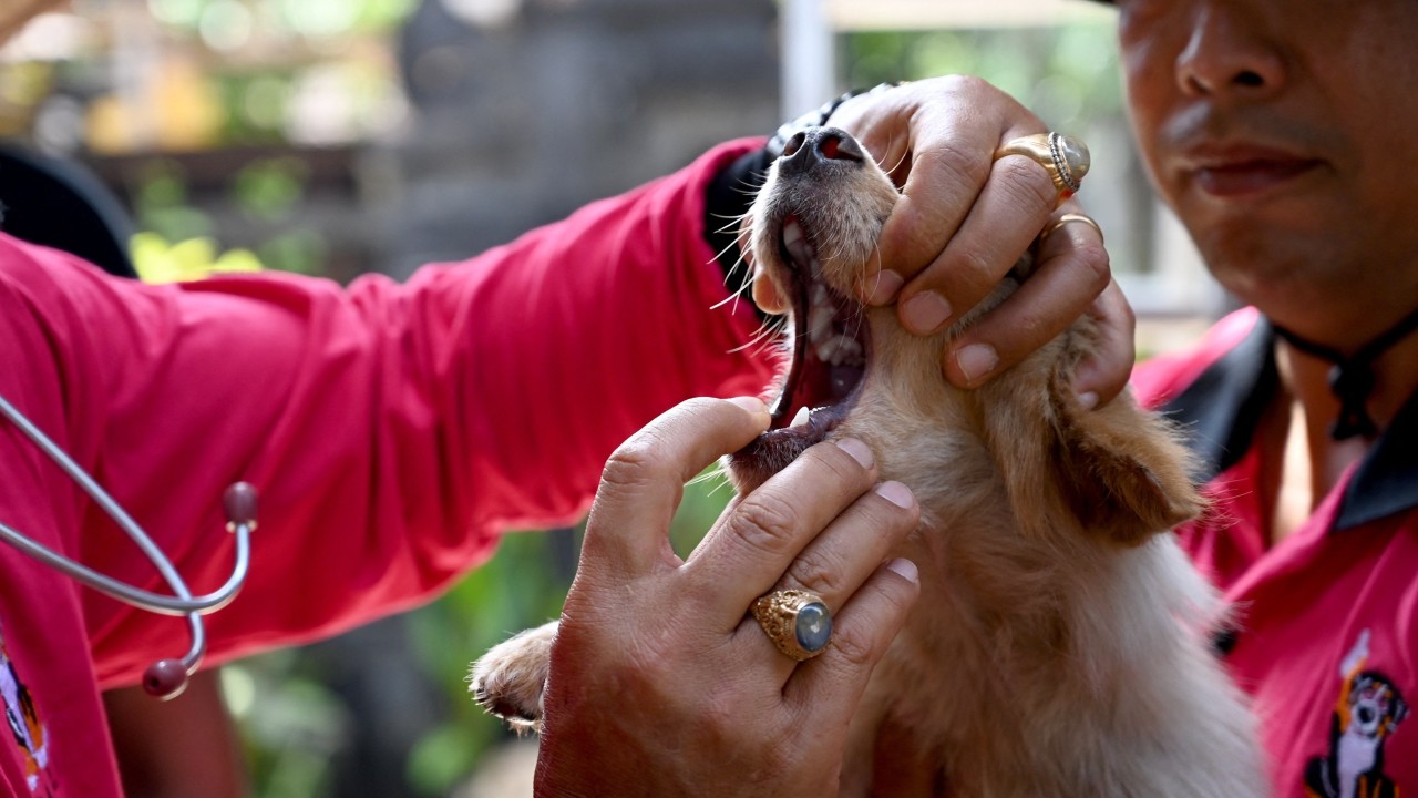 As Bali battles rabies surge, does dog meat raise the risk?