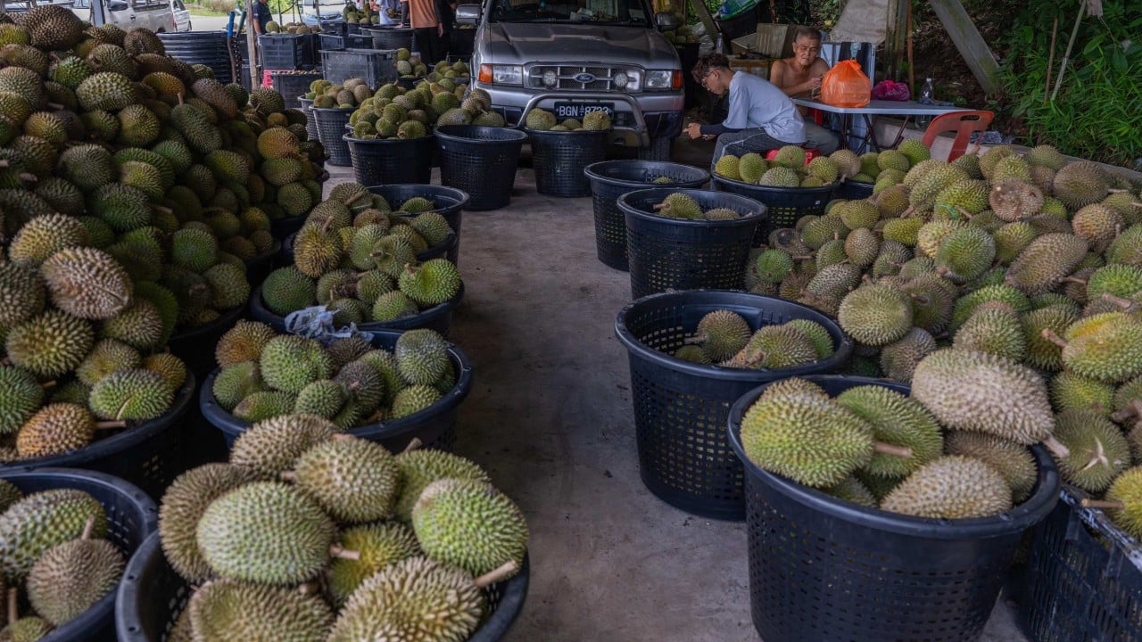 Malaysia’s Anwar to lean on ‘good friend’ Li Qiang to rescue durian farmers as prices fall