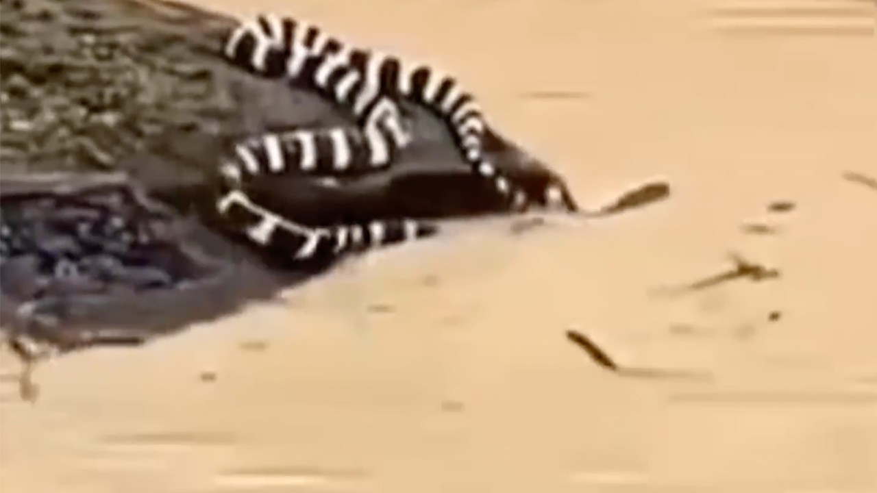 China floods: 900 snakes escape snake farm amid historic rainfall and rare tornadoes