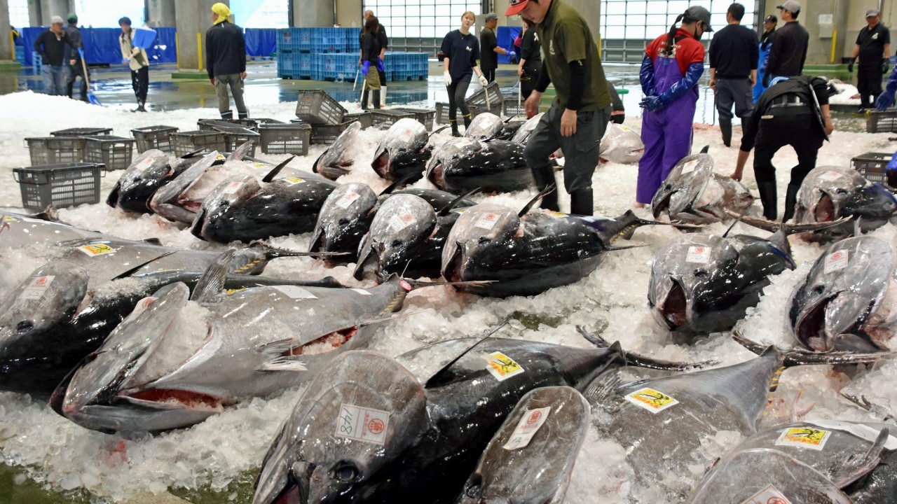 Why a bluefin tuna boom is slicing into livelihoods of Japanese fishermen