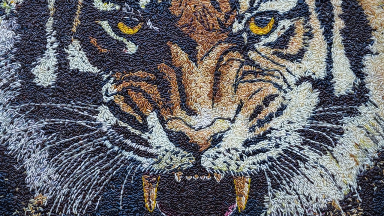Cambodian villagers fear US$43 million tiger reintroduction plan