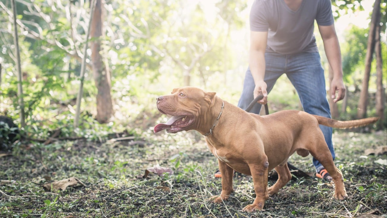 Girl in Germany dies after family dog bites her