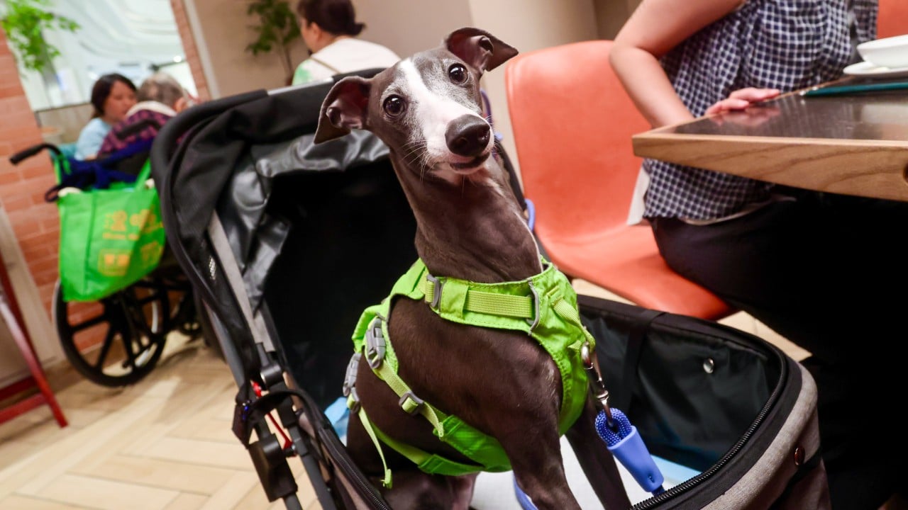 More than 900 Hong Kong restaurants welcome dogs on day 1 of pet-licensing scheme