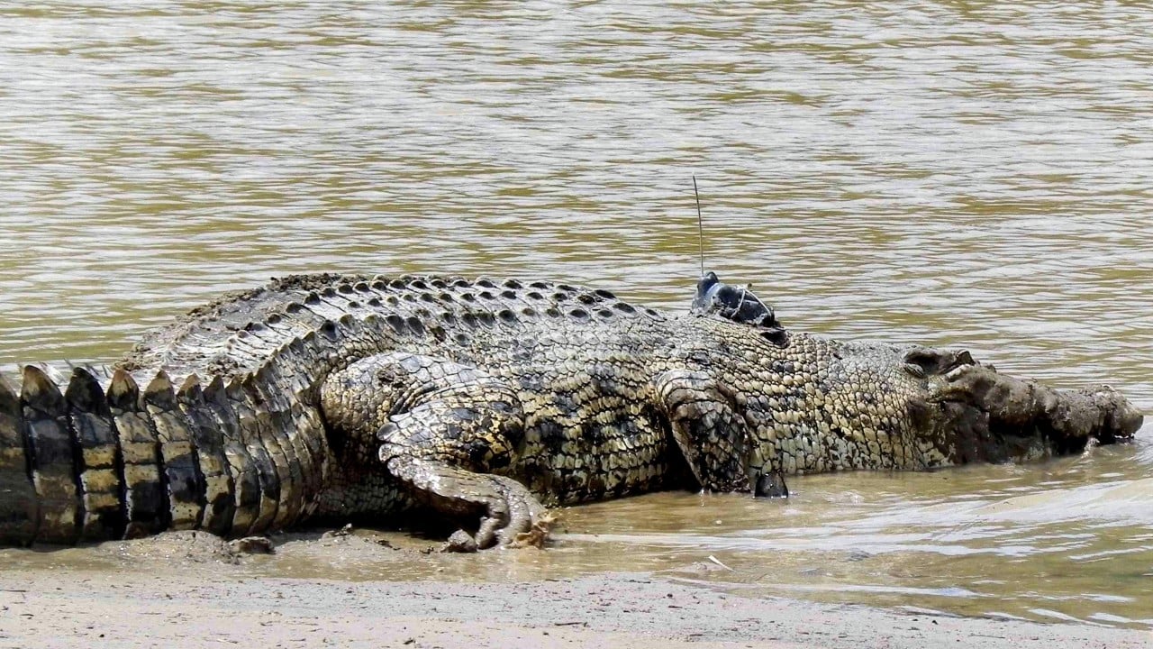 Malaysia reaches snapping point as crocodile encounters rise
