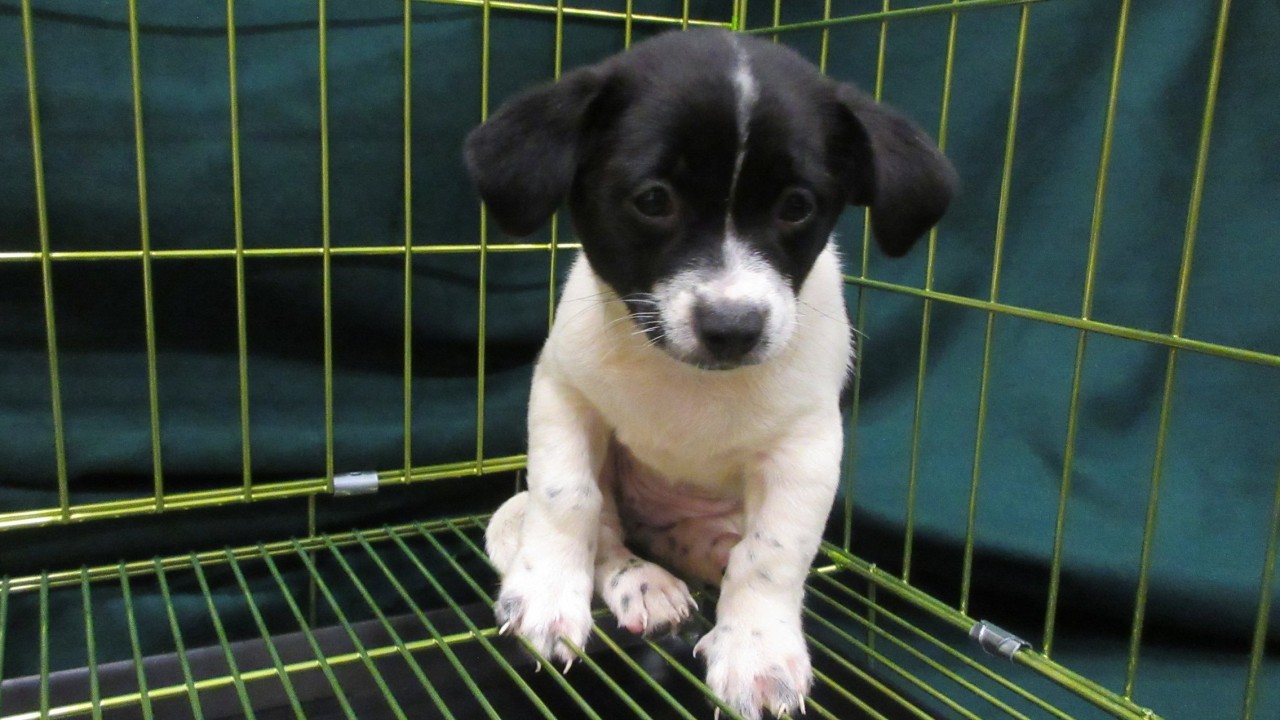 2 women arrested at Hong Kong border after dog, endangered birds found in bags