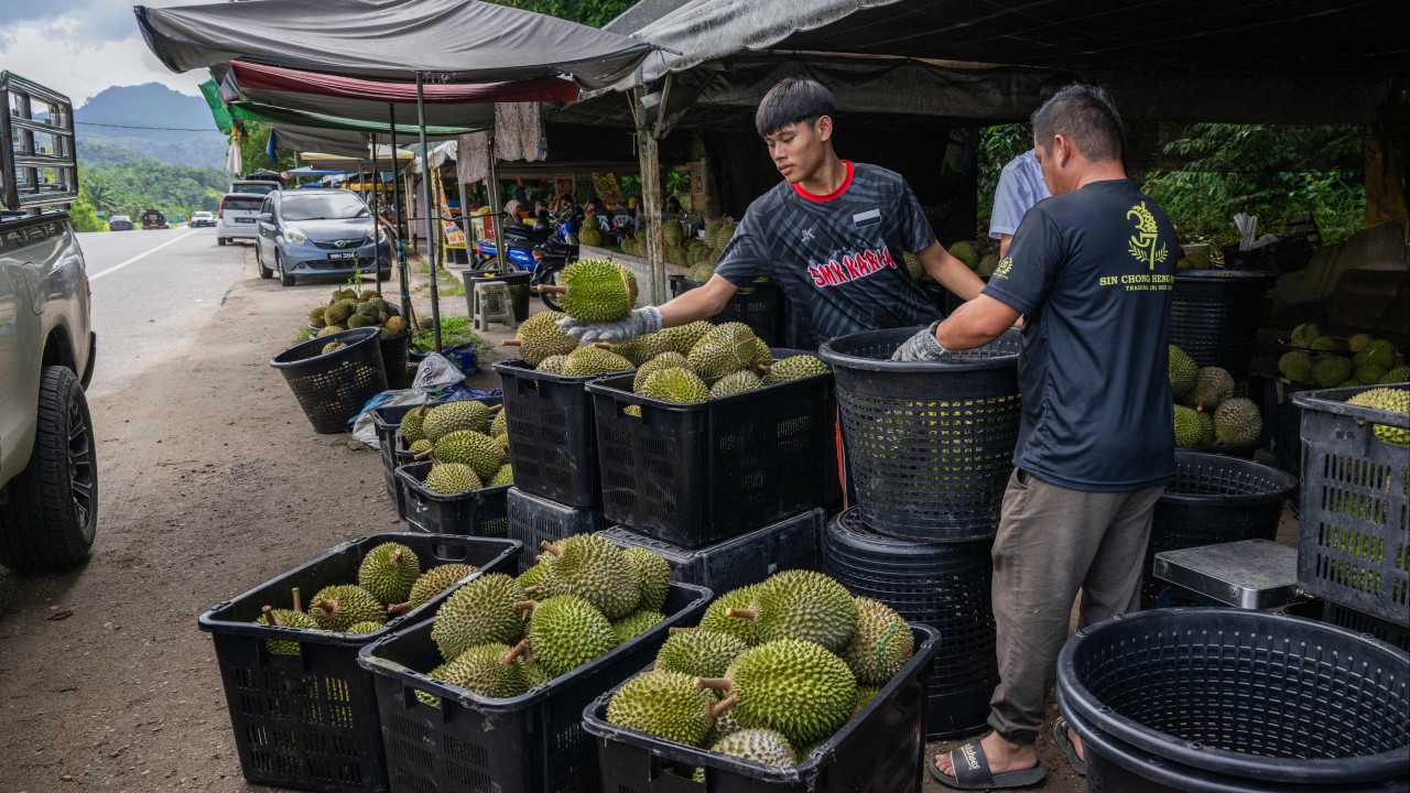 Low prices fail to deter thieves from stealing Malaysia’s premium durians