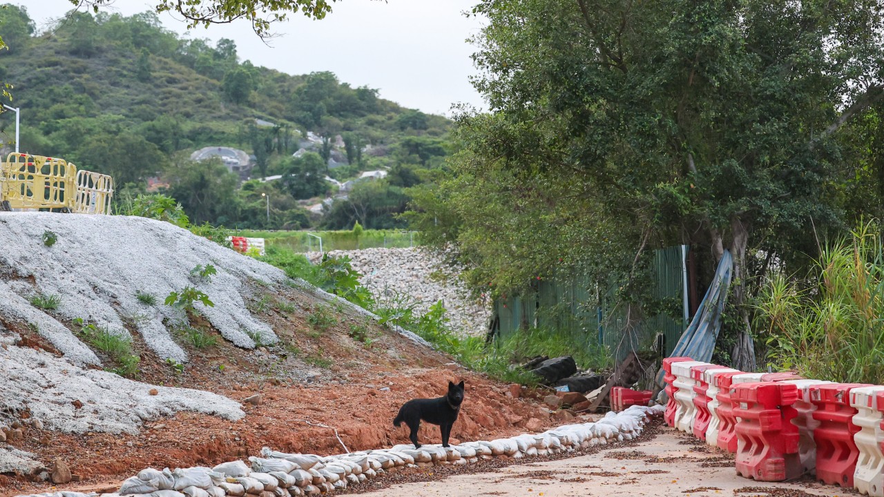 Surge in abandoned animals amid land clearance for Northern Metropolis development