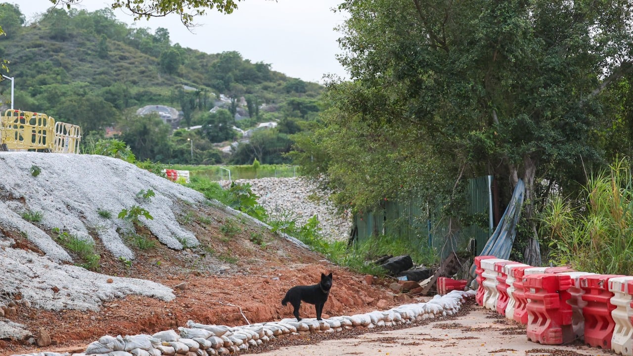 Surge in abandoned animals amid land clearance for Northern Metropolis development