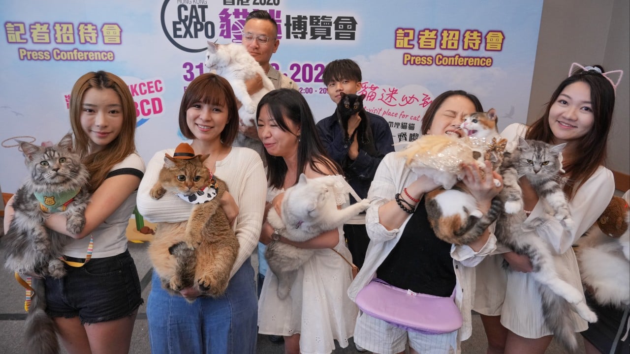 Hongkongers spend record HK$2,000 per month on cats as ‘silver’ feline market grows