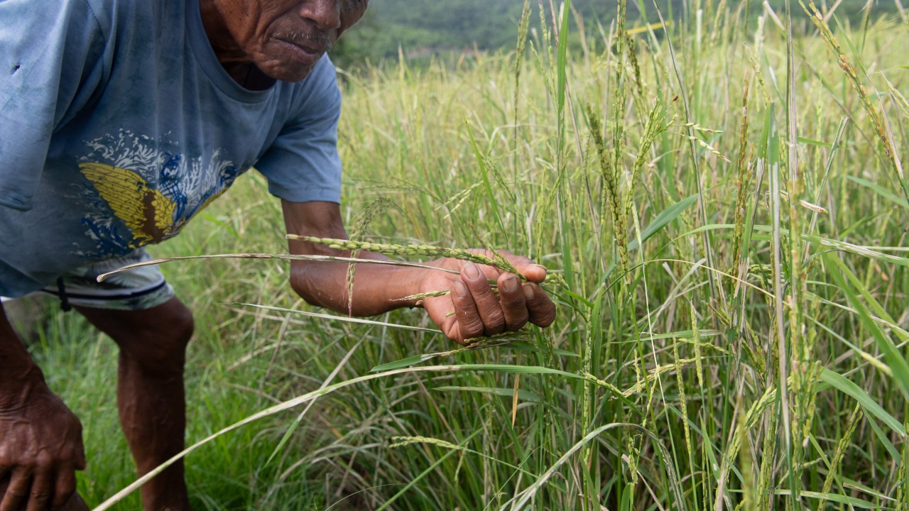 Philippine rice output risks 30% collapse as ‘super’ El Nino strengthens