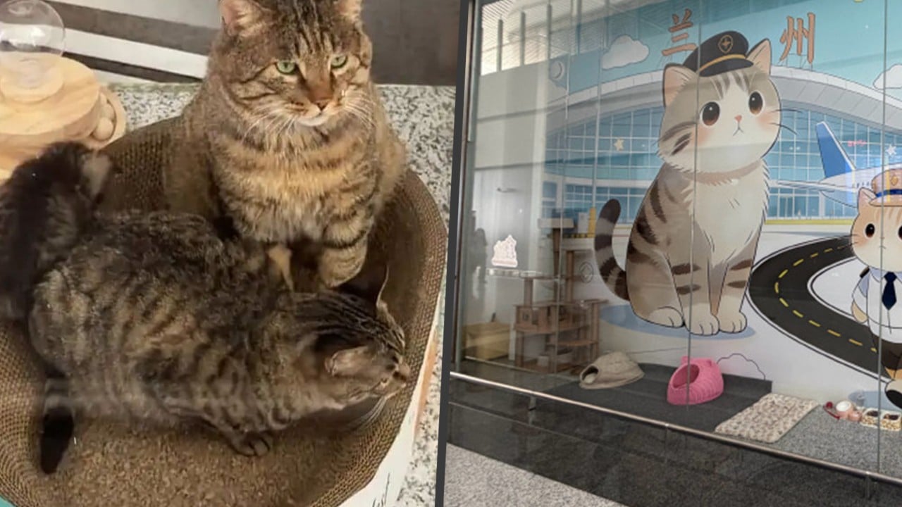 China airport wins hearts for building ‘love-filled’ shelter for stray cat family on-site