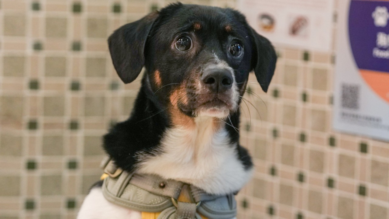 Watchdog urges pet owners to take paws before signing up for insurance plans