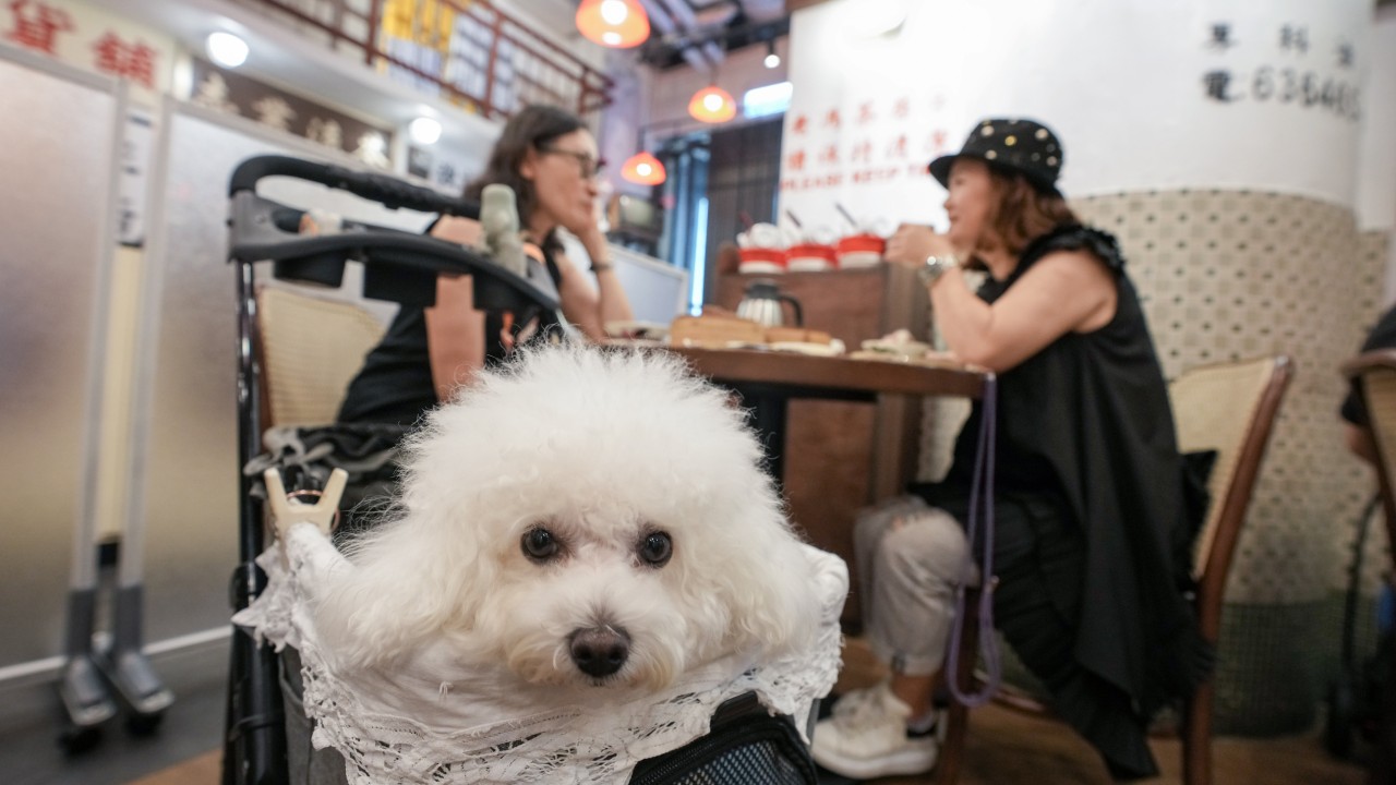 Hongkongers’ new pet peeve over dogs at diners sparks calls for tougher vetting