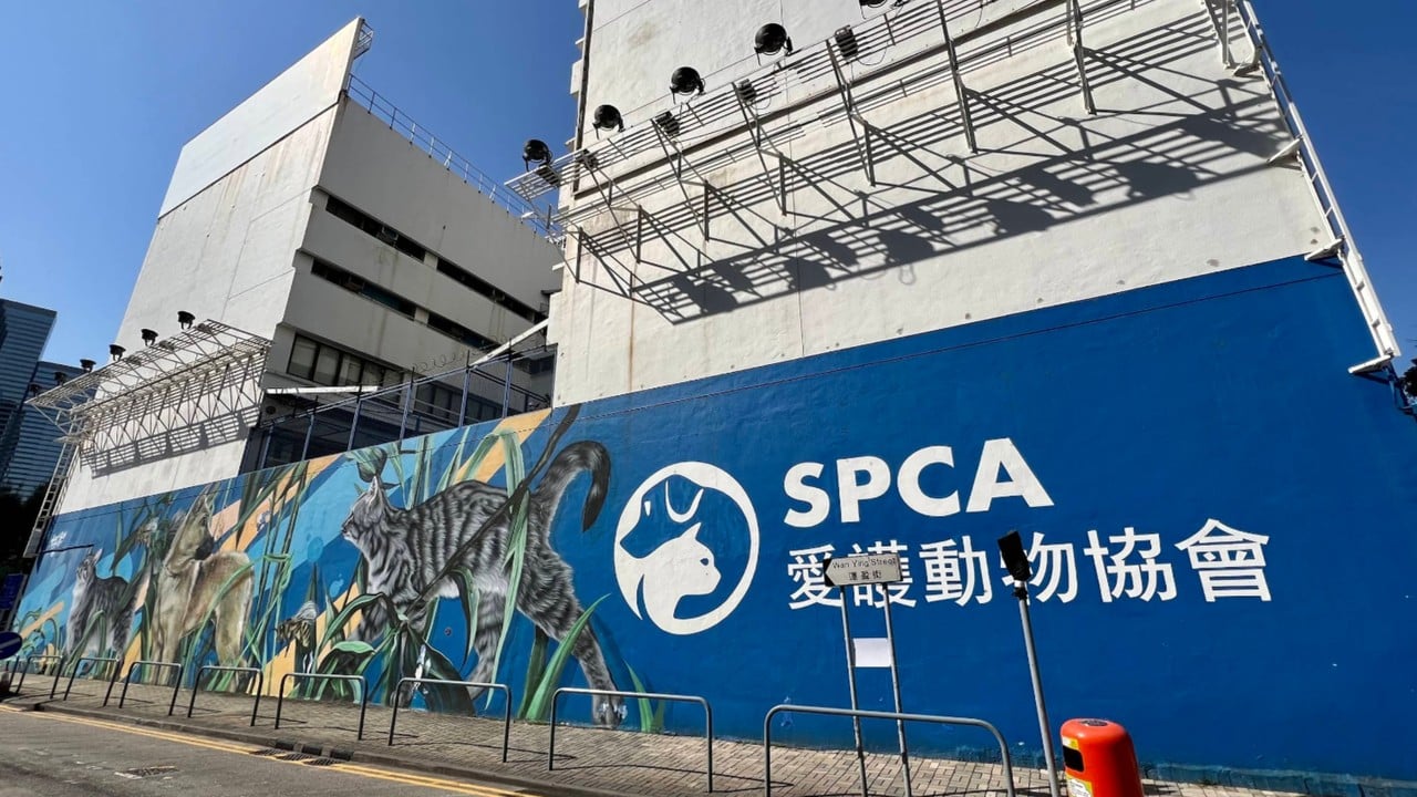SPCA hit with backlash after wading into mainland Chinese dog-killing case