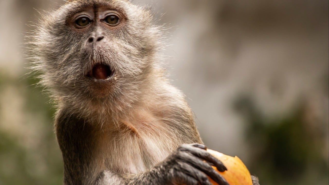 China’s lab monkey prices hit Covid-era highs on new drug R&D demand