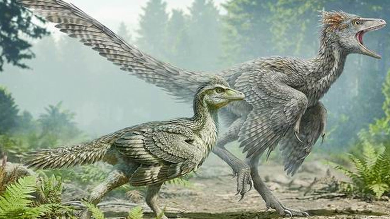 Chinese fossil find shows birds shed their dinosaur tails step by step