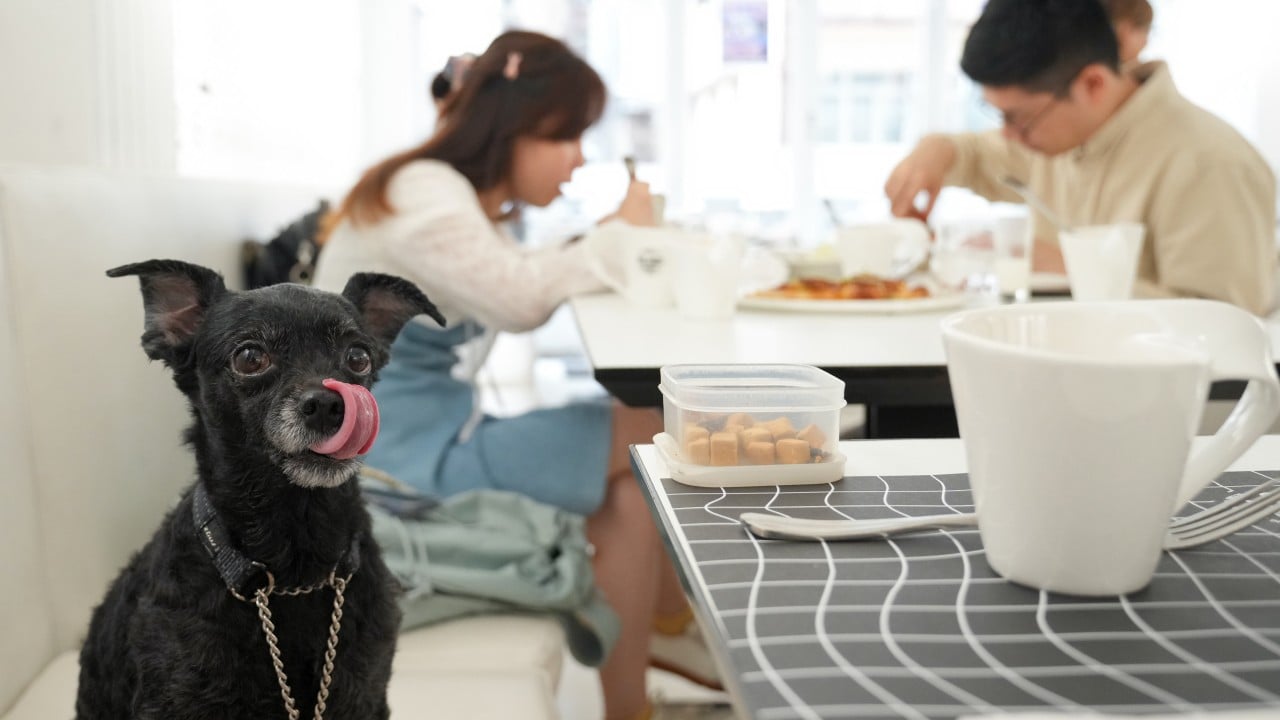Hong Kong won’t ‘paws’ dog-friendly dining despite backlash, pullouts