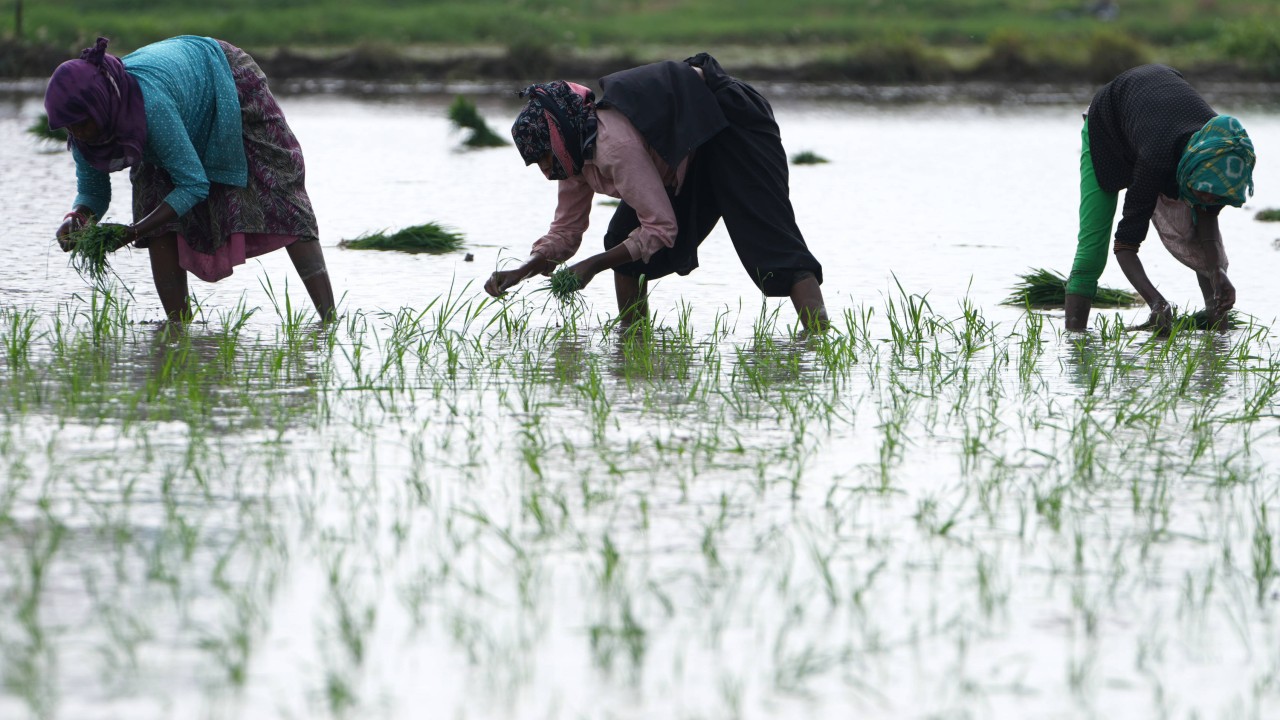 Dry, wet, dry again: India’s ‘mysterious’ monsoon swings threaten crops, power supply