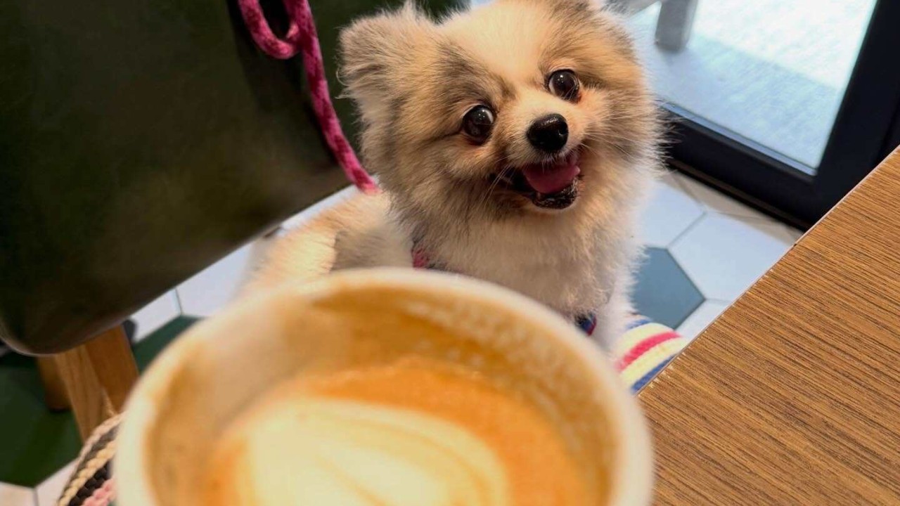 9 dog-friendly cafes, bars and restaurants in Hong Kong to visit with your furry friend