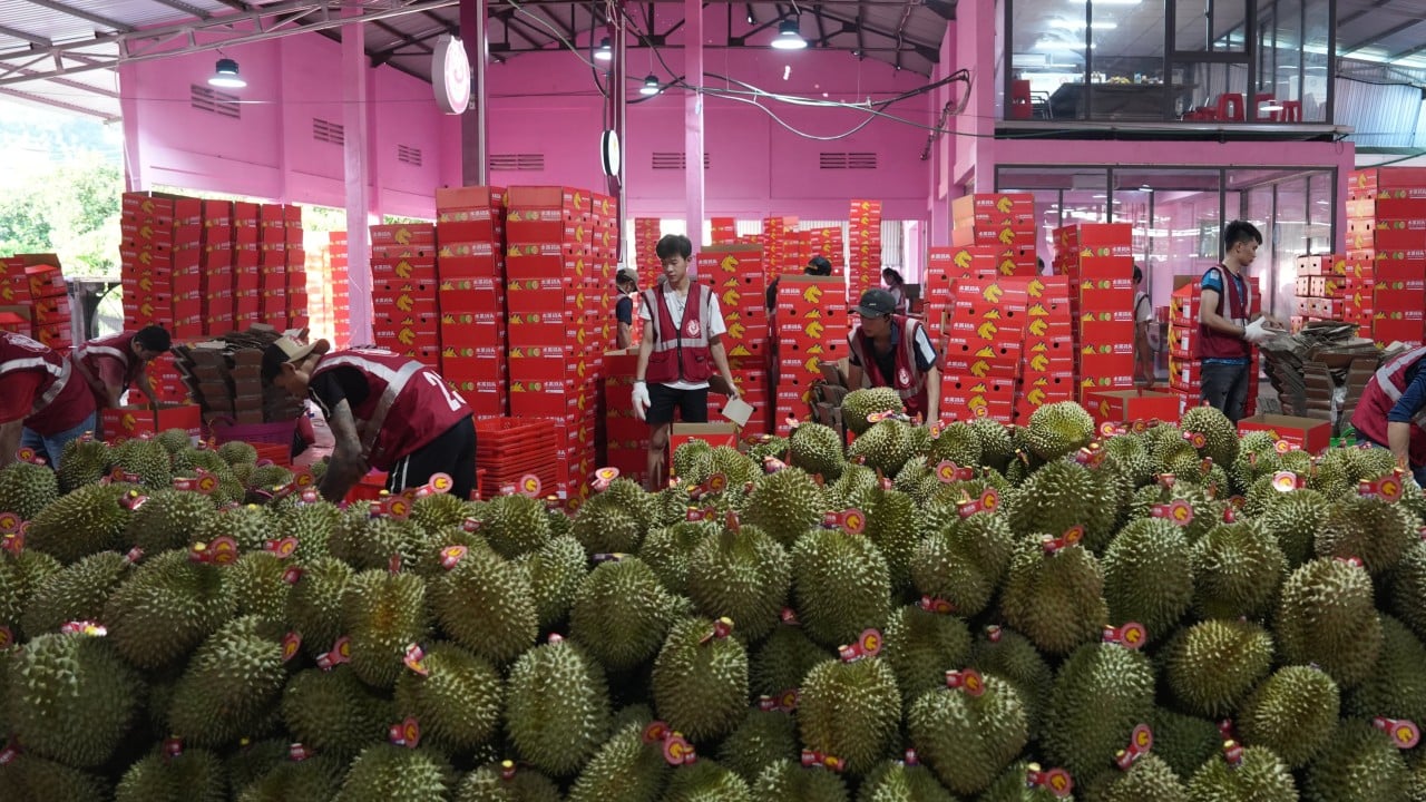 China’s durian imports from Thailand and Malaysia soar as glut pressures growers