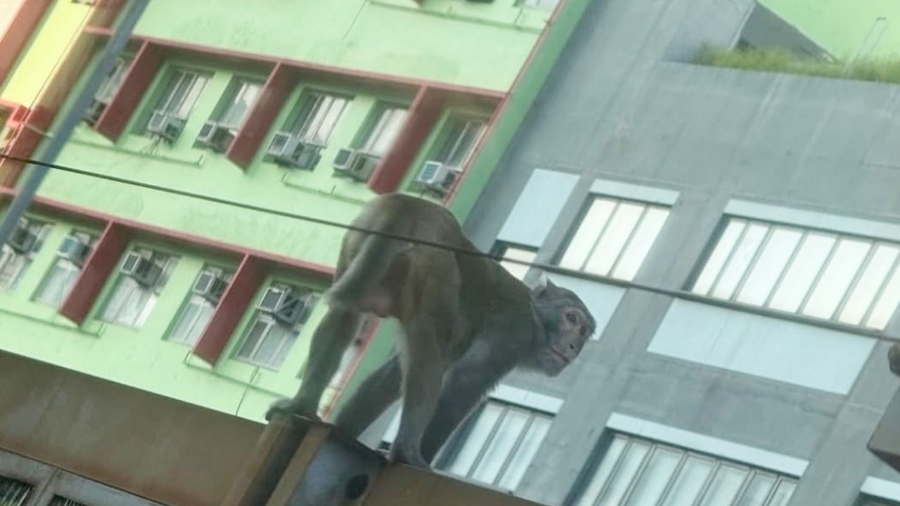 Monkey business on Hong Kong MTR tracks slows rush-hour trains