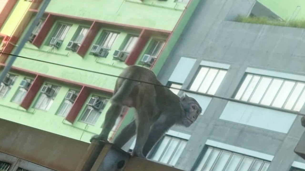 Monkey business on Hong Kong MTR tracks slows rush-hour trains