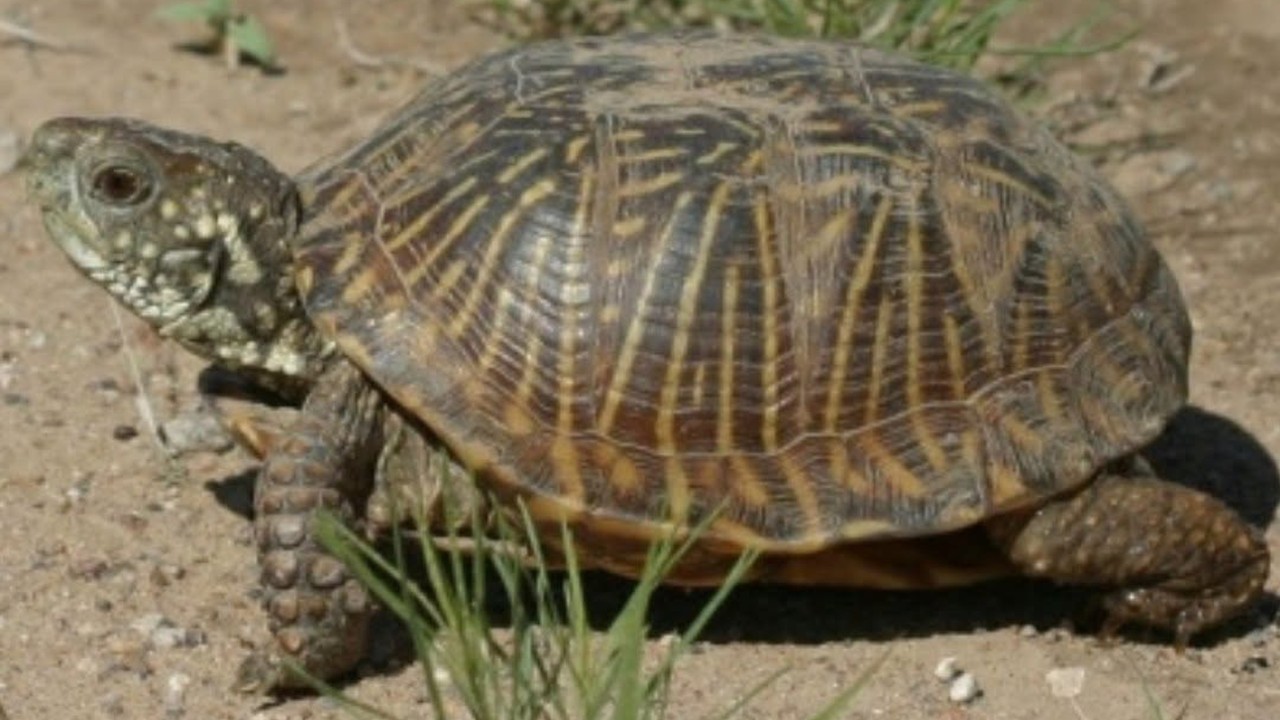 Chinese nationals plead guilty to illegally shipping turtles from US to Hong Kong