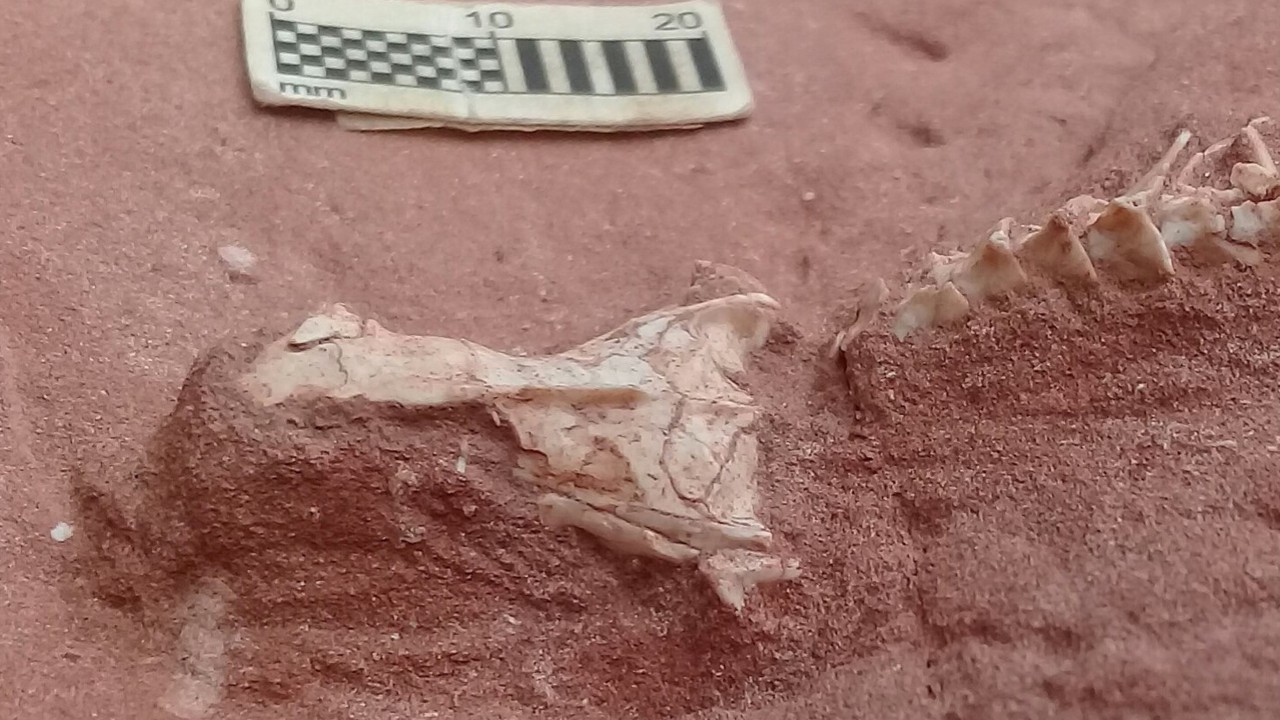 Rare snake fossil offers new insight into the reptiles’ early evolution