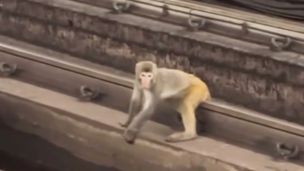 Monkeying around disrupts Hong Kong MTR services for second day in row