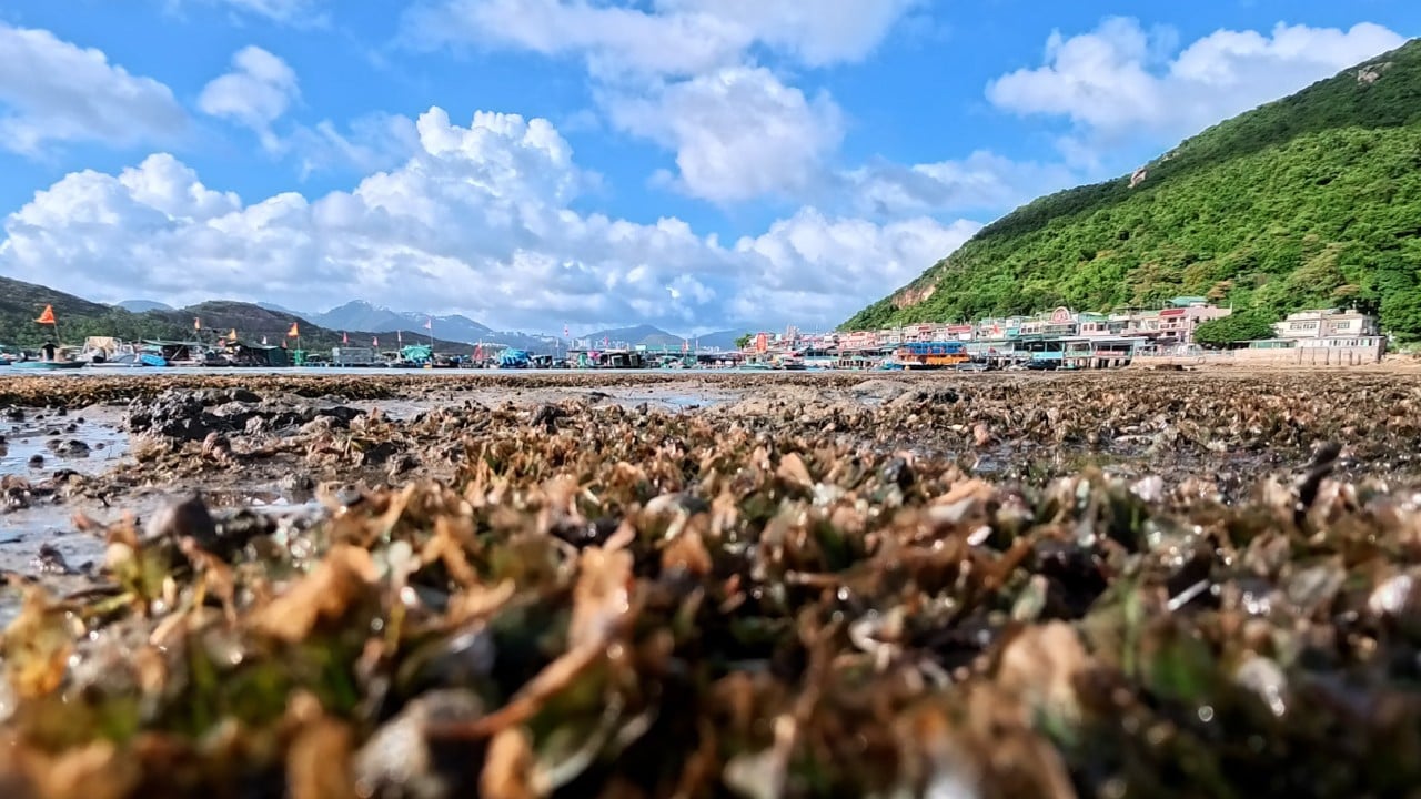Beneath the waters of Hong Kong’s Lamma Island, a silent super plant is at work
