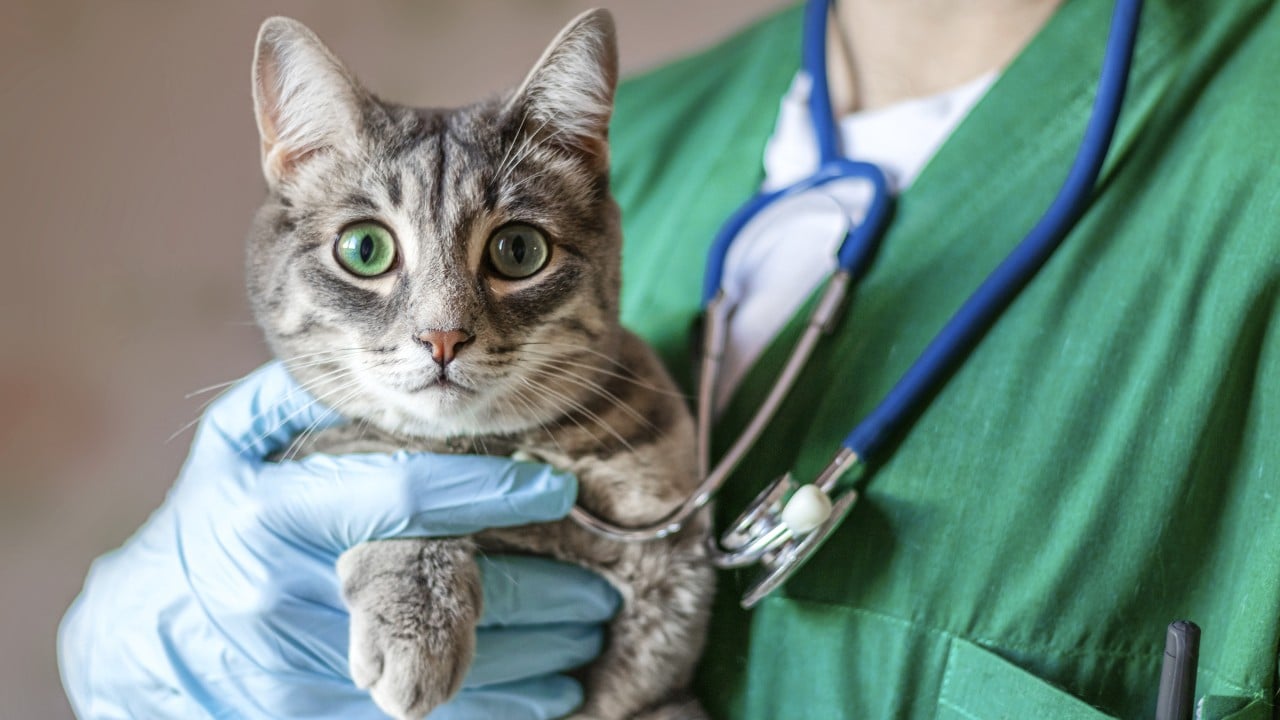 Hong Kong veterinary board pressed to improve service amid logjam of complaints