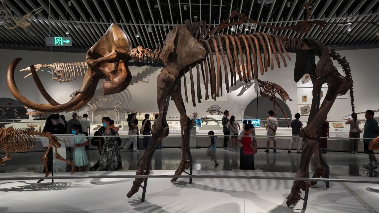 What to see at the Shenzhen Natural History Museum, from dinosaur fossils to meteorites