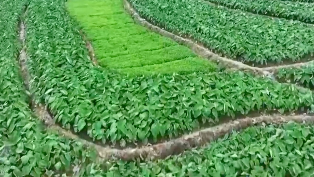 China investigates 'paper farming' allegations in Hunan province