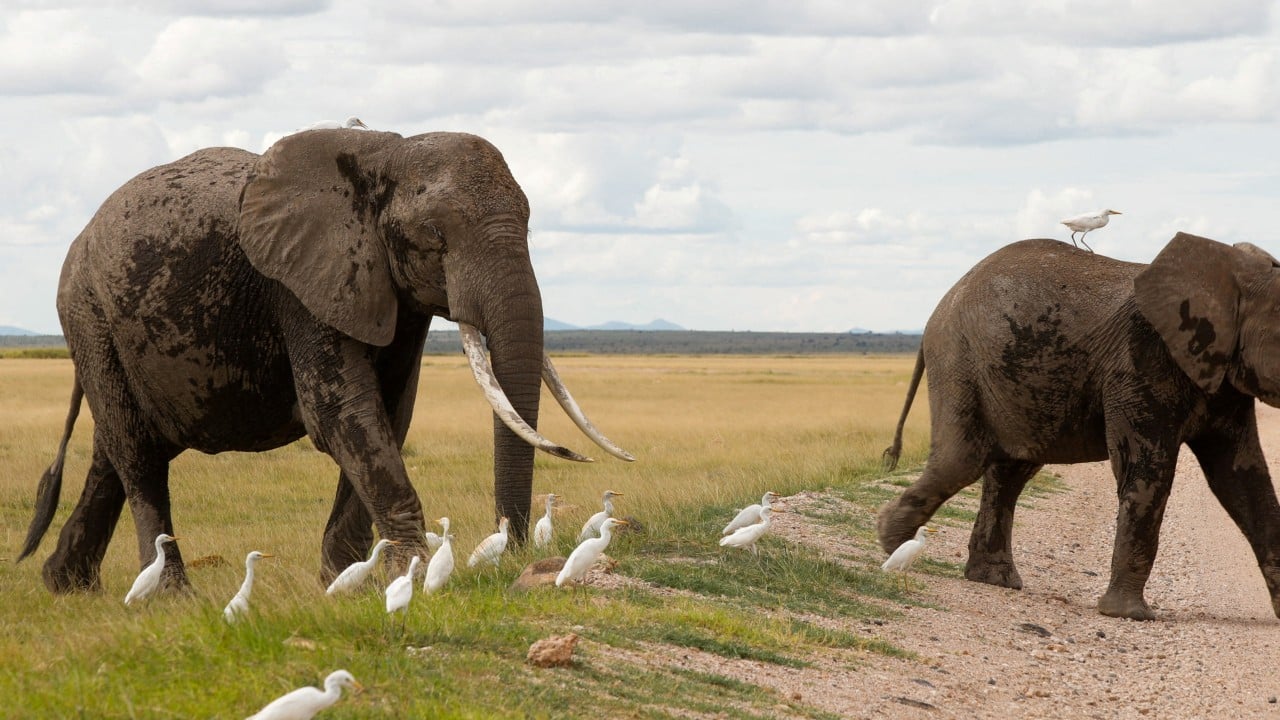 15 elephants die from suspected poisoning in Kenyan park