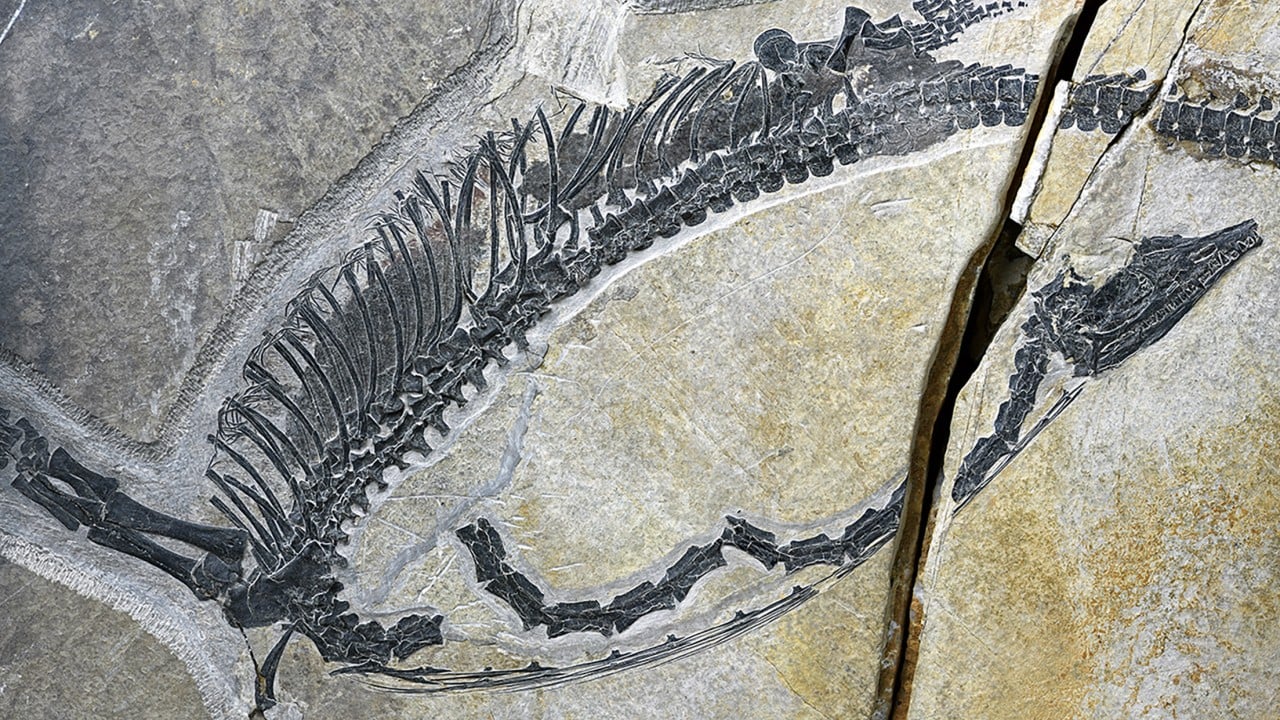 Triassic fish for lunch? Chinese fossil reveals oldest preserved reptile stomach