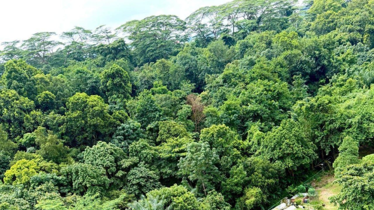 ‘A living neighbour’: Singapore residents fight to save Maju forest as clearance looms