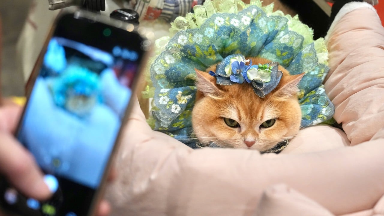 Need a robo pet buddy? Feline ginseng? The Hong Kong Cat Expo has got you covered