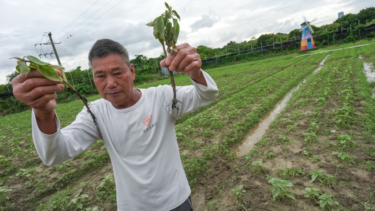 Non-stop summer rain leaves Hong Kong farmers with heavy losses as crops fail