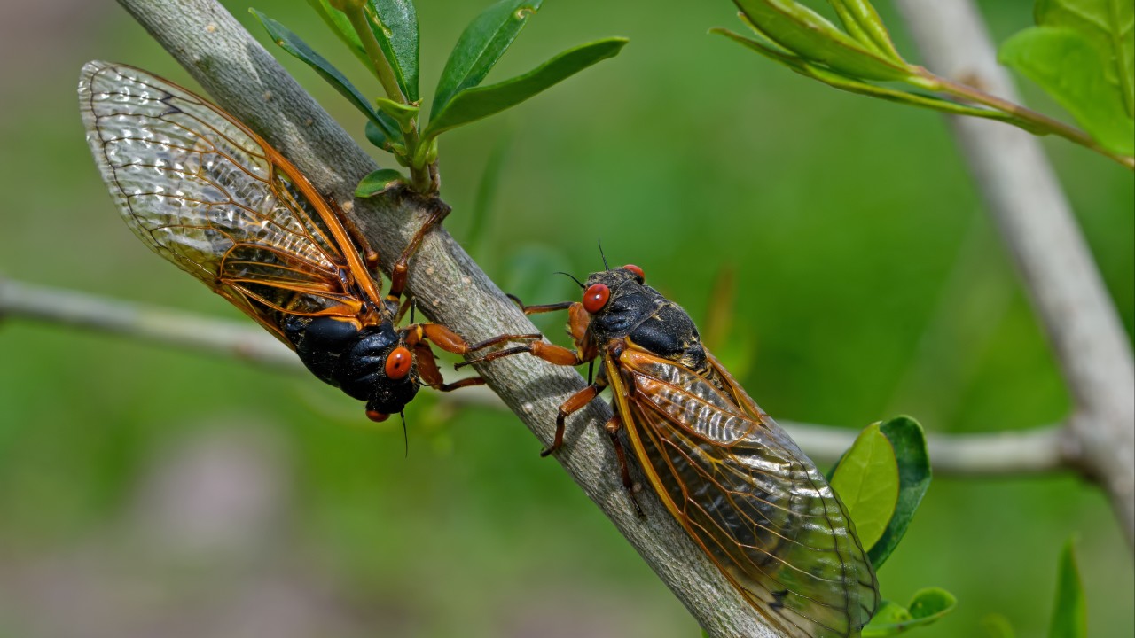 Chinese student suffers temporary hearing loss after 4 hours of cicada noise while camping