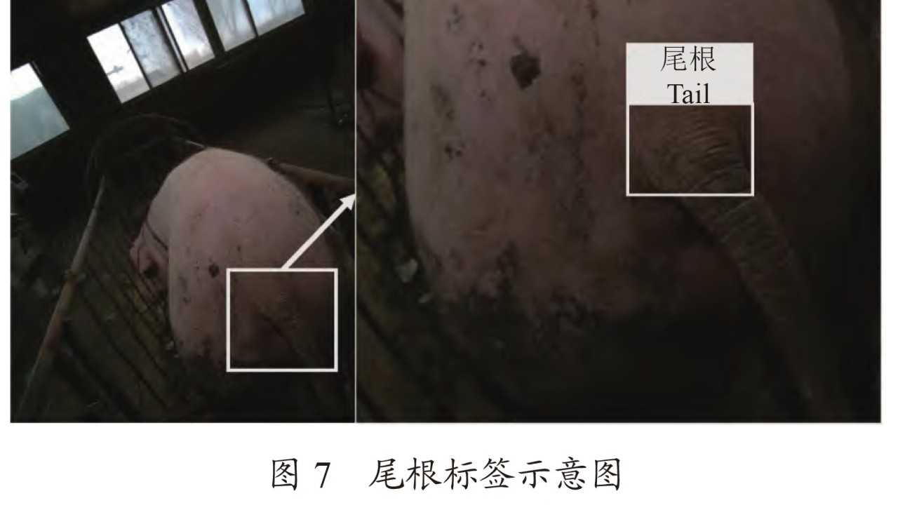 Chinese AI ‘tail-tracking’ robot delivers needle-free pig vaccinations with 93% accuracy