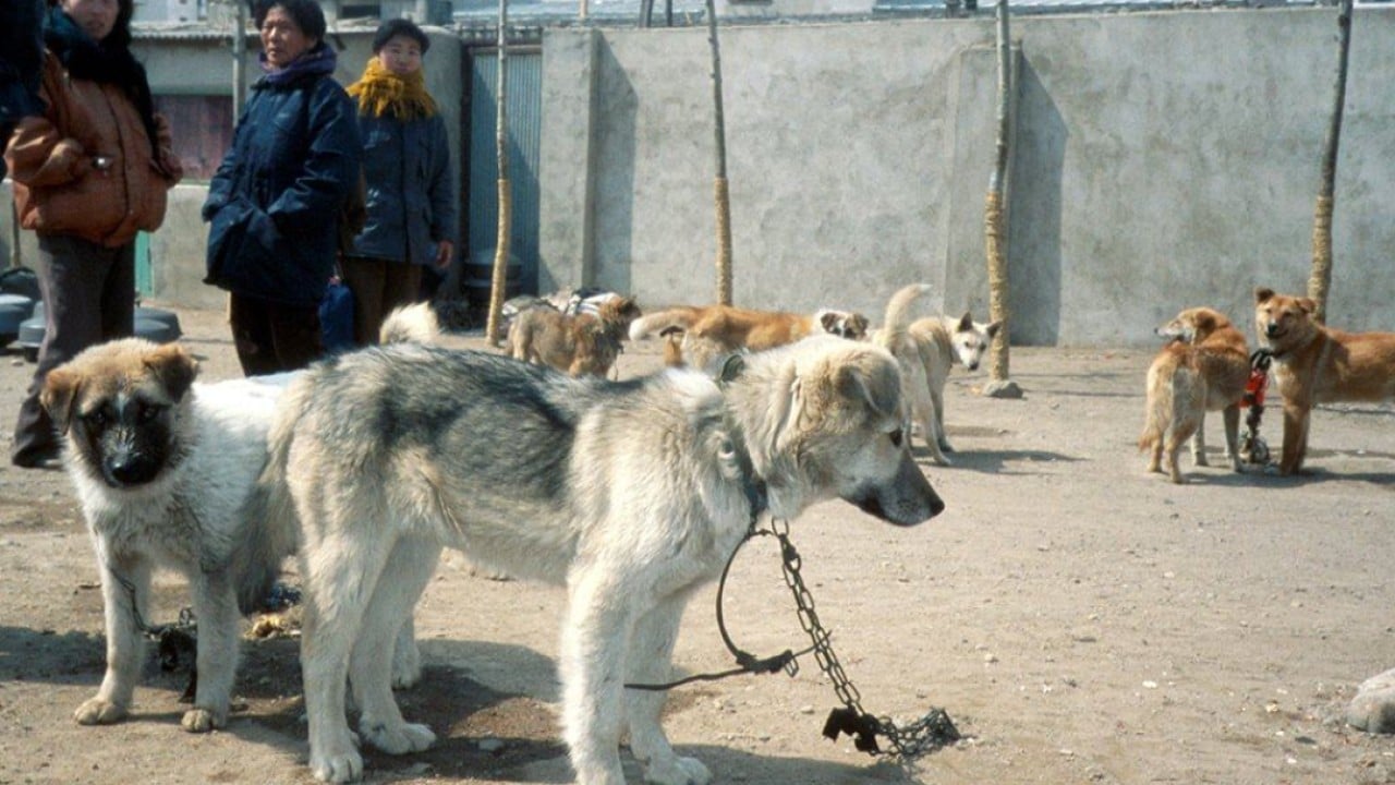 China retaliates on US sanctions; North Korea’s dog meat advisory: SCMP’s 7 highlights