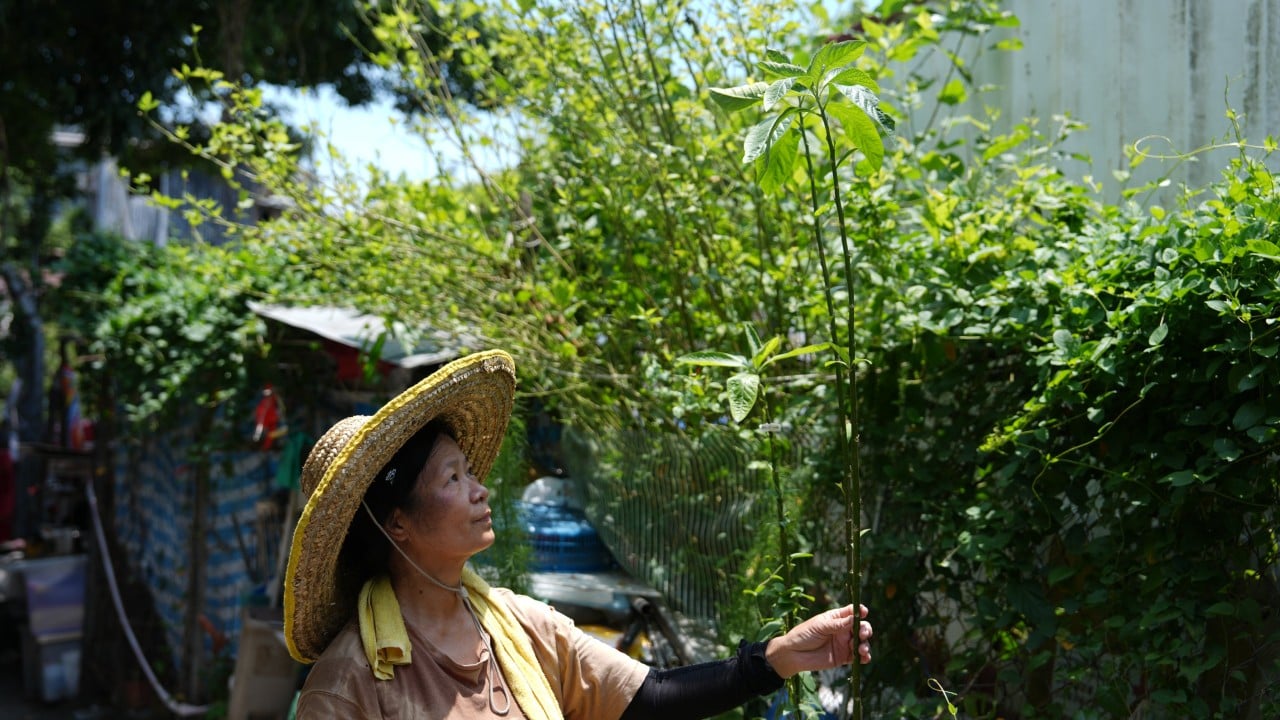 ‘I had planned to stay for life’: last villagers prepare to leave Cha Kwo Ling