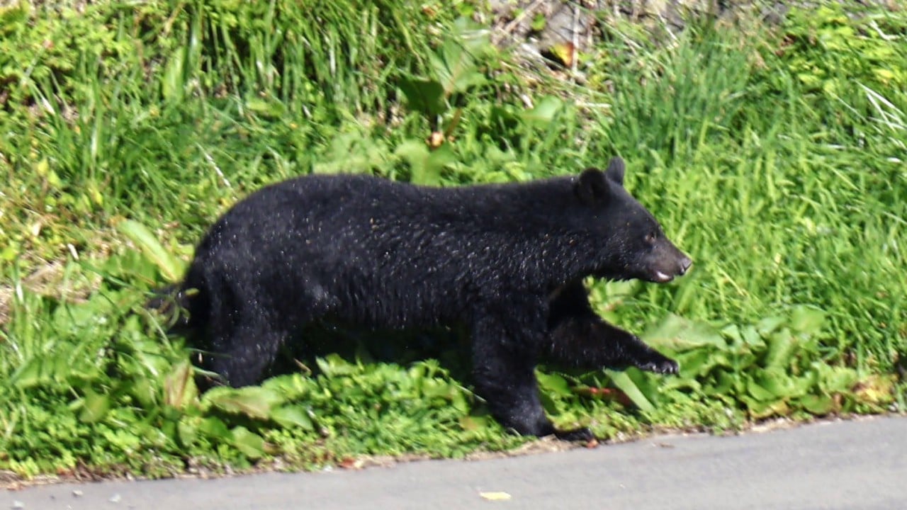 Japanese authorities feel strain of bear-related complaints as fear grips locals