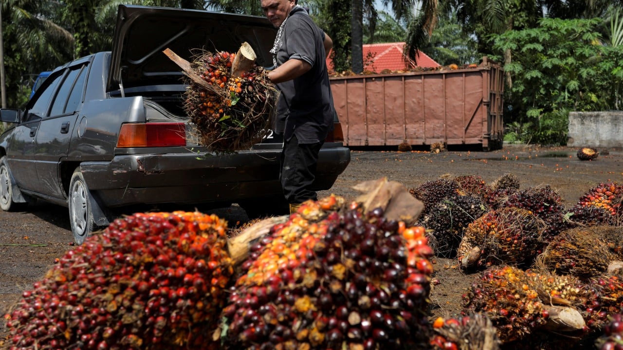 Palm oil to cool data centres? Malaysia explores option as water demand surges